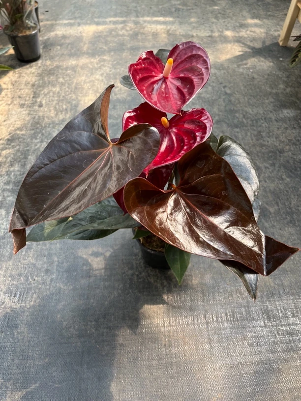 黑掌 巧克力色系植物 室内观叶植物
