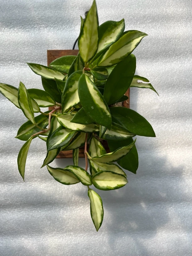 迷你版绿叶内锦球兰，耐旱好养，新手推荐。