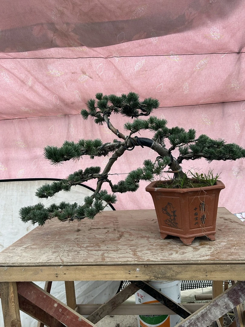 五针松，各种规格都有石化桧客厅绿植室内