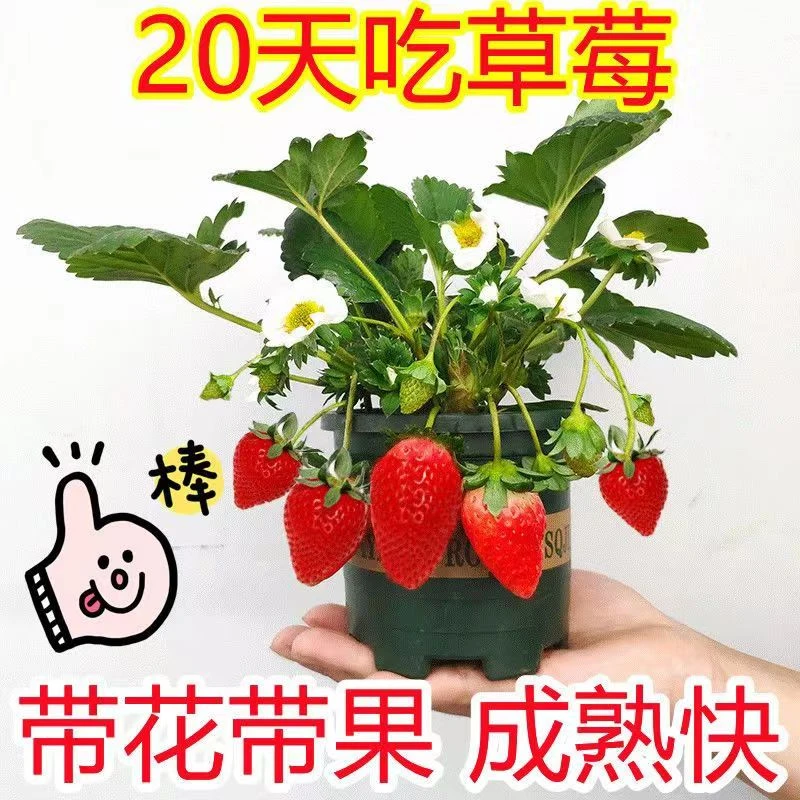 带花带果草莓苗现挖种植 好发货适合南北方四季种植好养香甜大莓