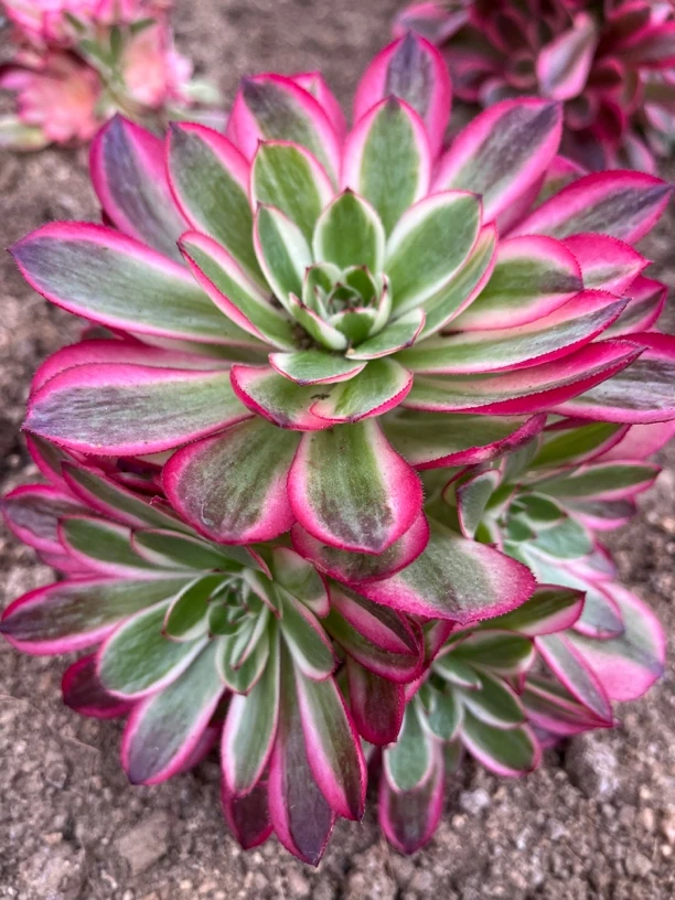 万圣节白锦荔枝捧花