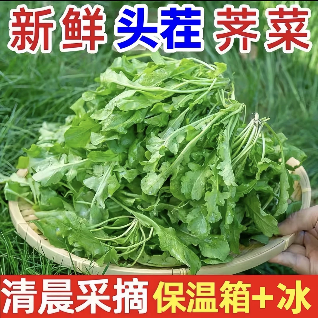 苏北农家新鲜荠菜蔬菜野生荠菜霜打荠菜新鲜现摘现发