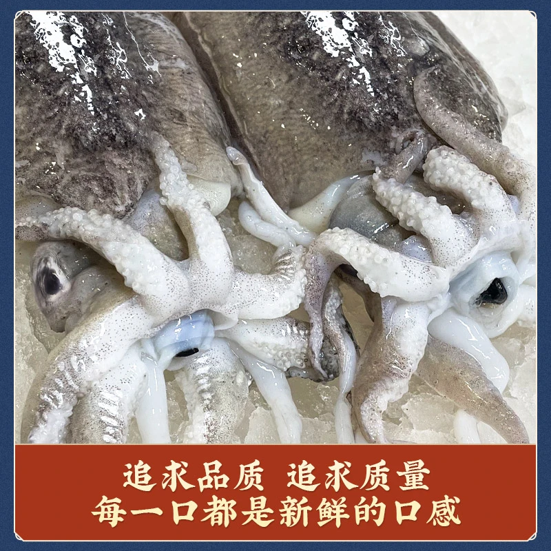 福建省 连江县 闽东东海海域墨鱼（小船货） 1500g