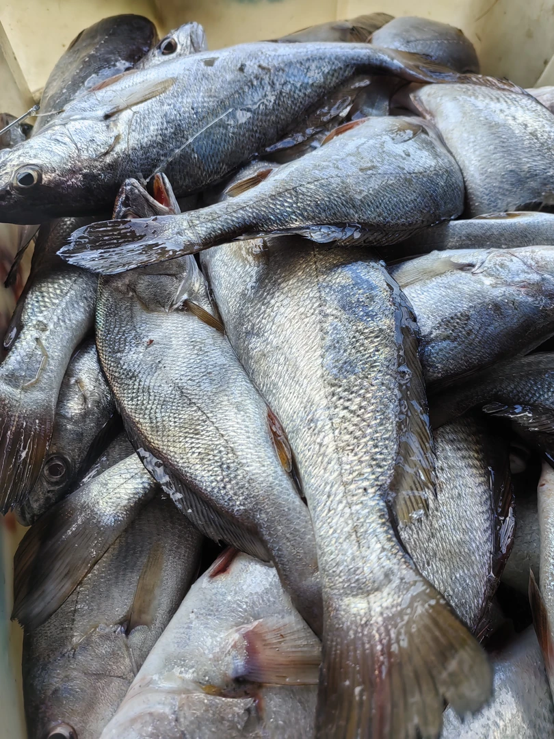 福建连江野生白鮸鱼4斤（杀完3斤多）