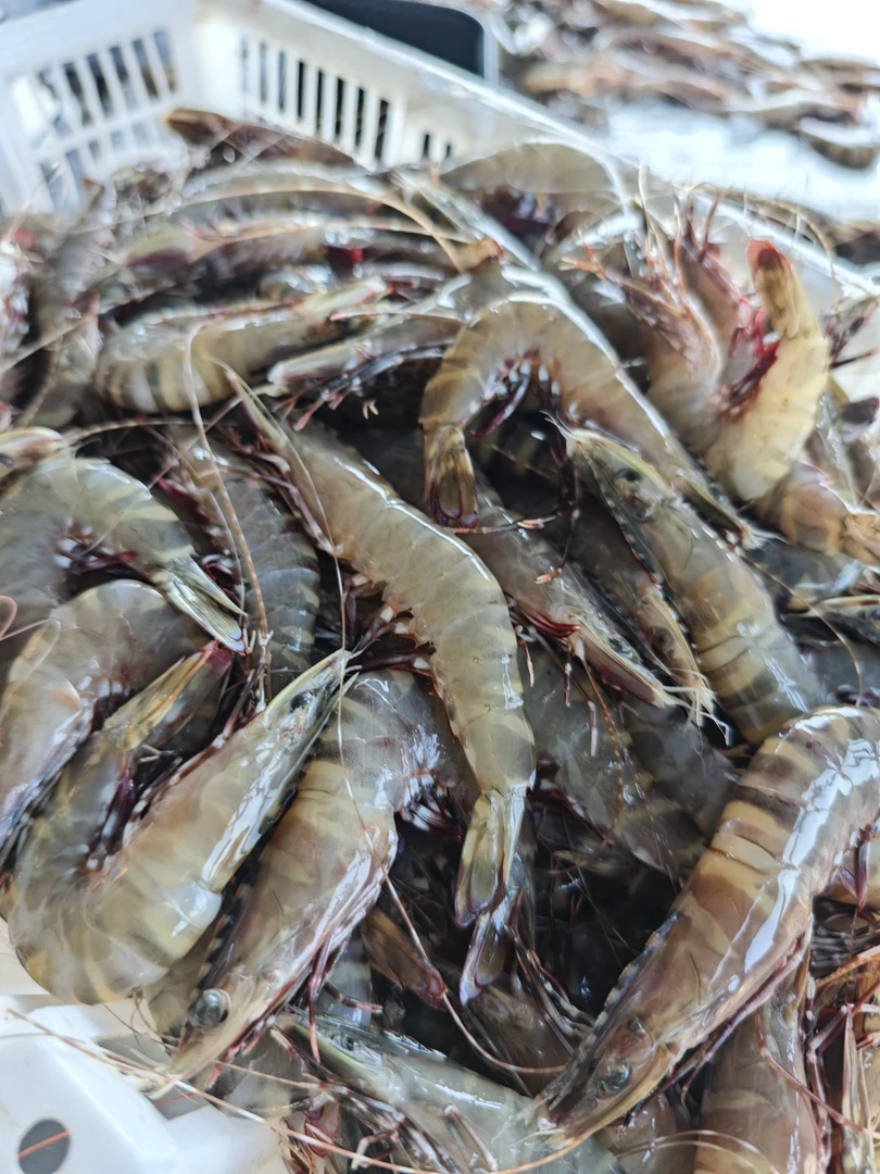 福建野生黑斑节虾 1500g