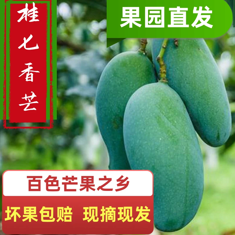 （香甜桂七花皮）广西田东桂七香芒花皮果成熟清甜产地果园基地