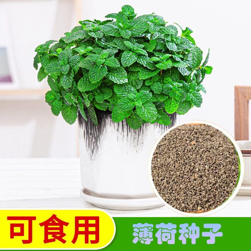 【新疆包邮】留兰香薄荷种可食用好养绿植