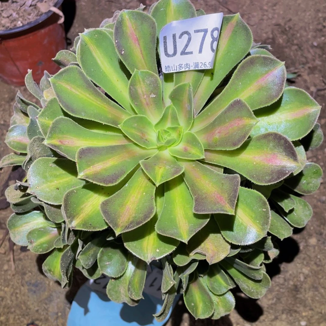 278粉女巫中班多肉植物