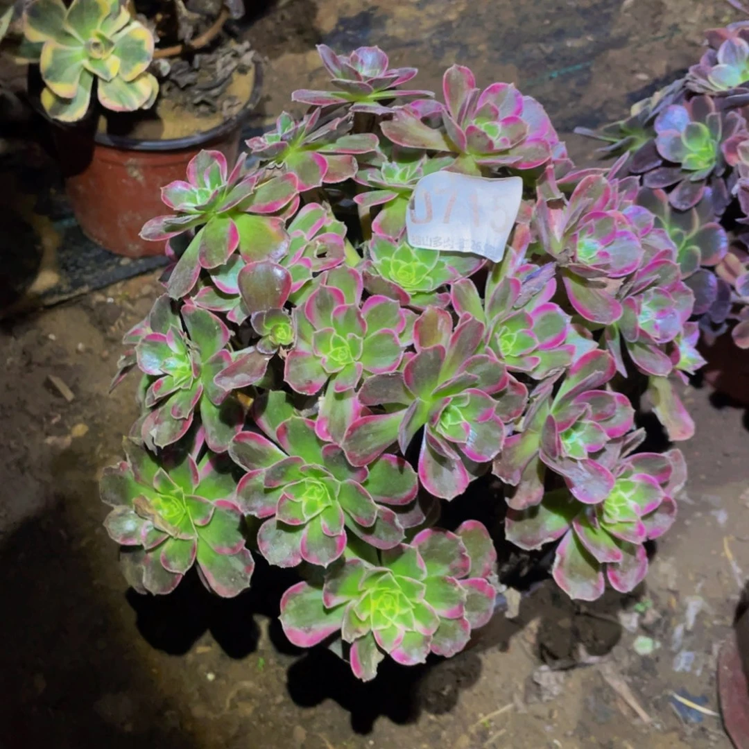 715安娜多肉植物