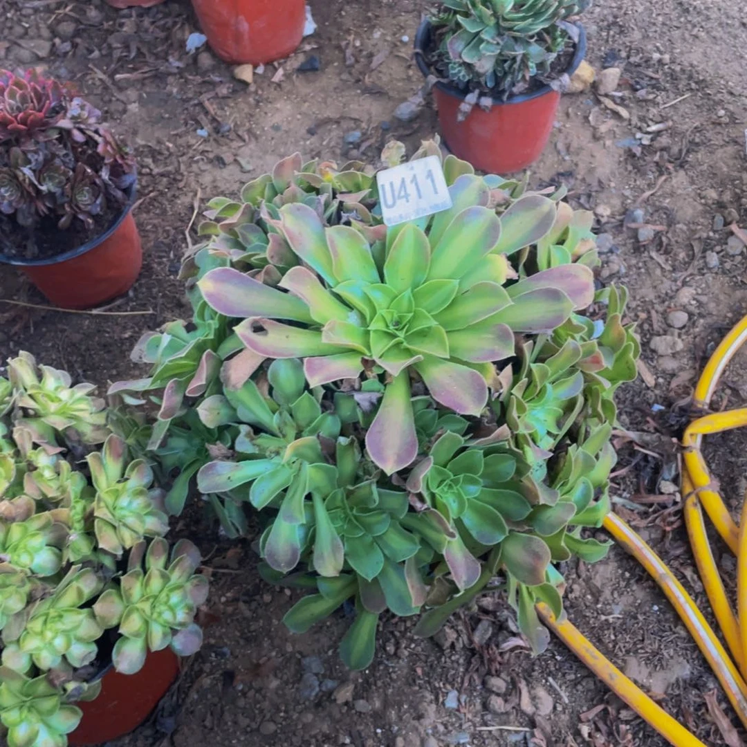 411韶华中班多肉植物