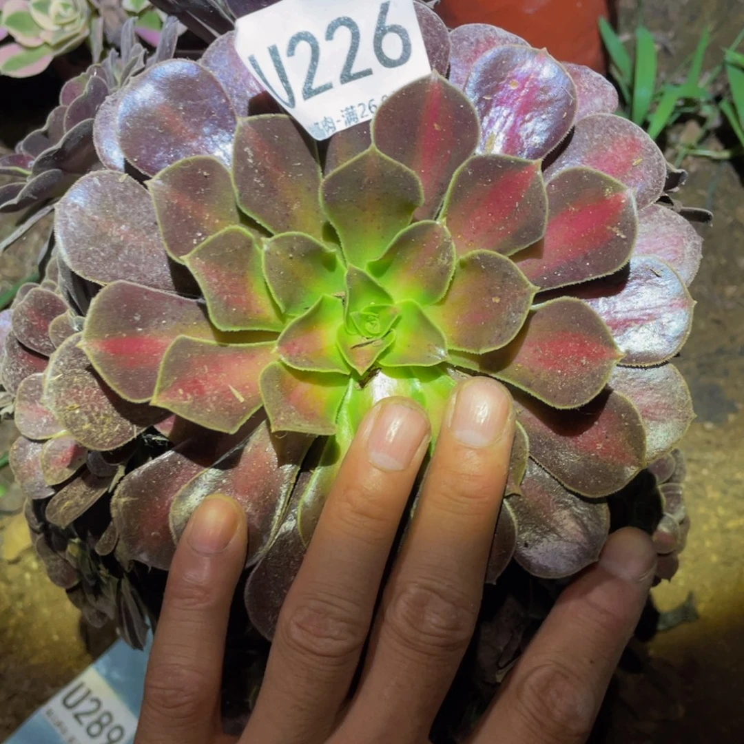 226华纳多肉植物