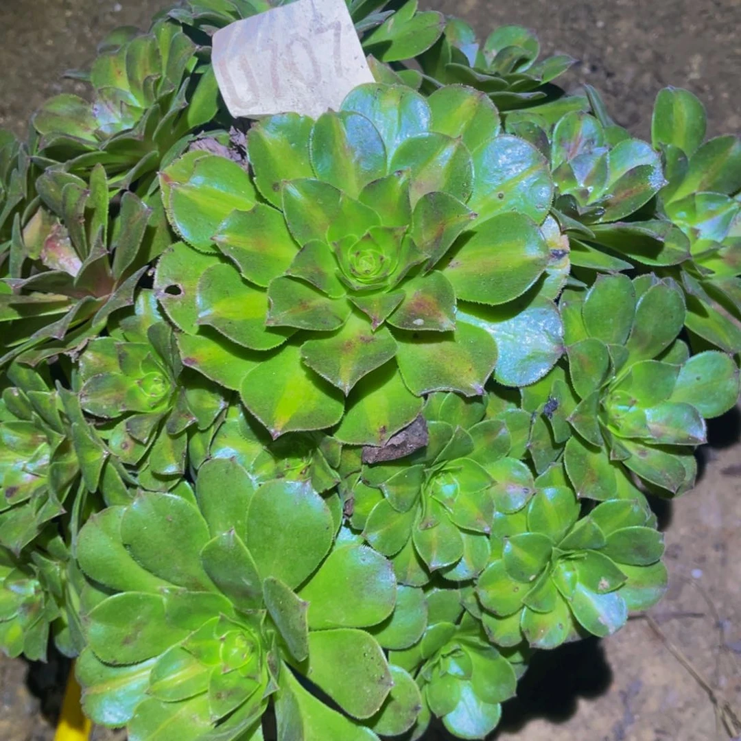 707抹茶多肉植物