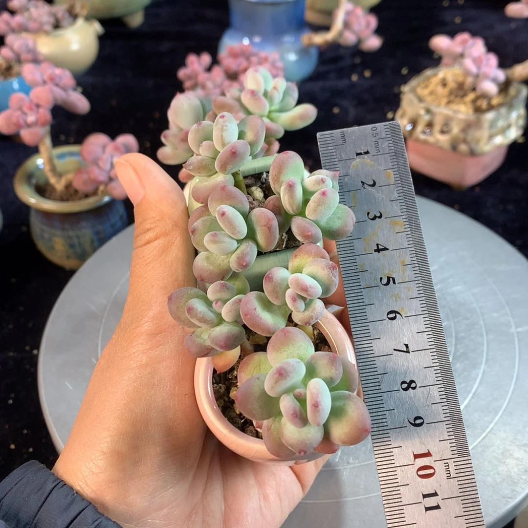 小****y19号带盆2颗偏远的不包邮的