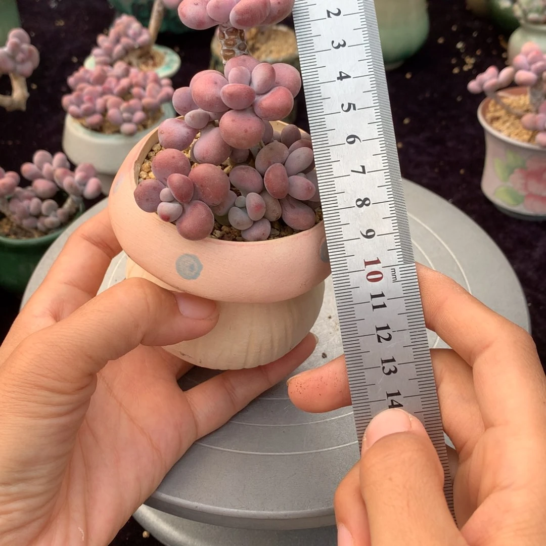 66号带盆偏远地区不包邮的