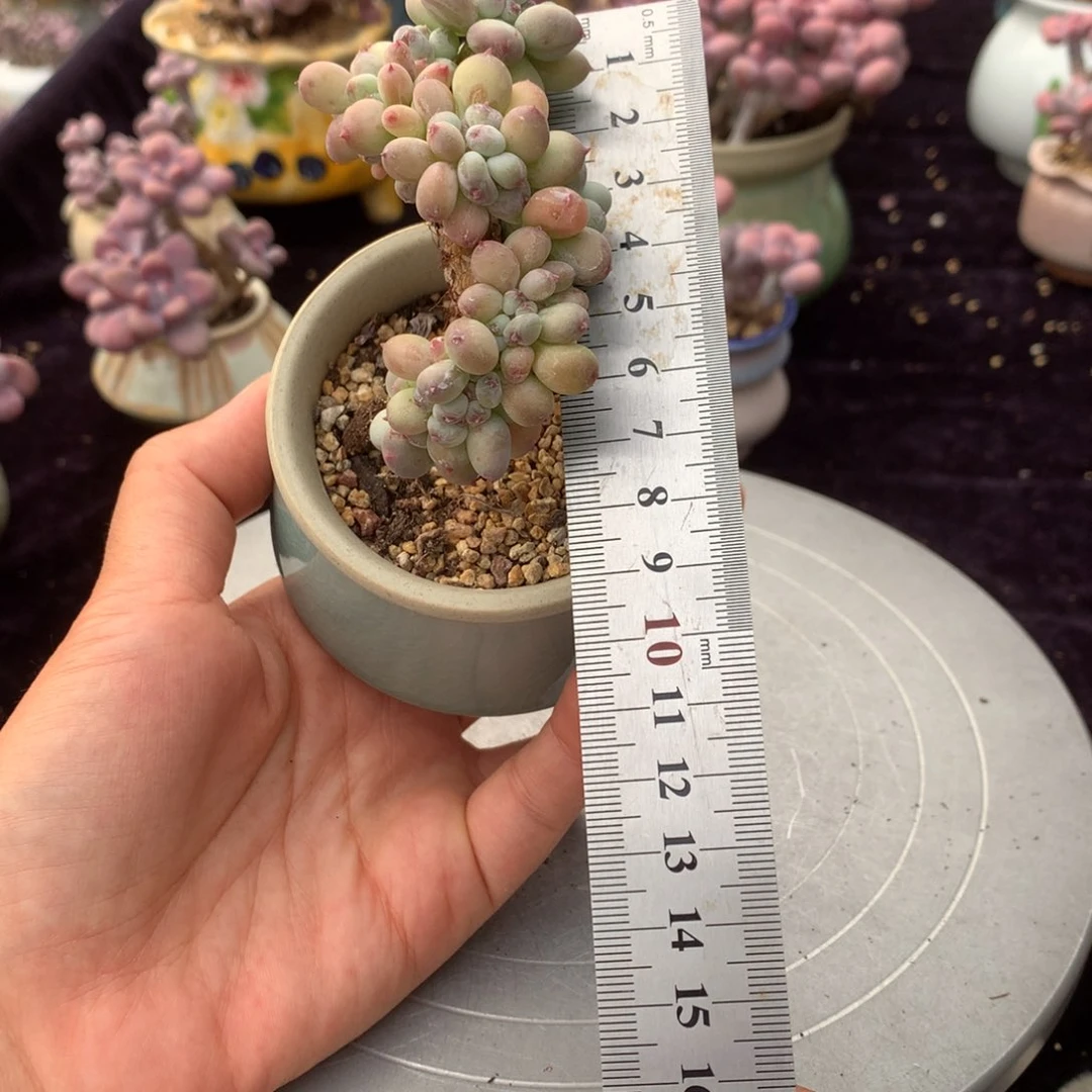 可**麻100带盆偏远地区不包邮的