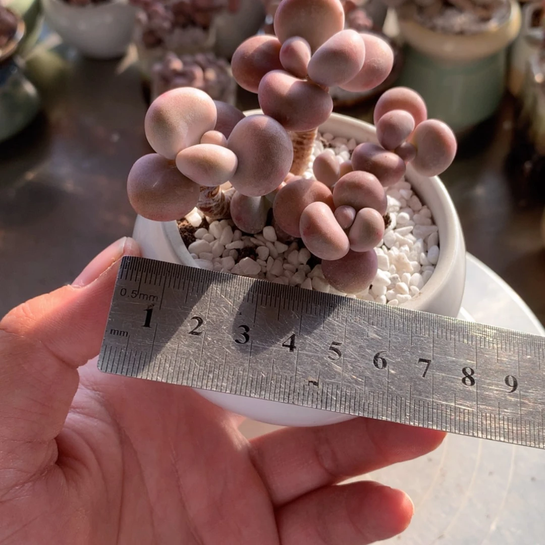 【闪购商品】10号带盆