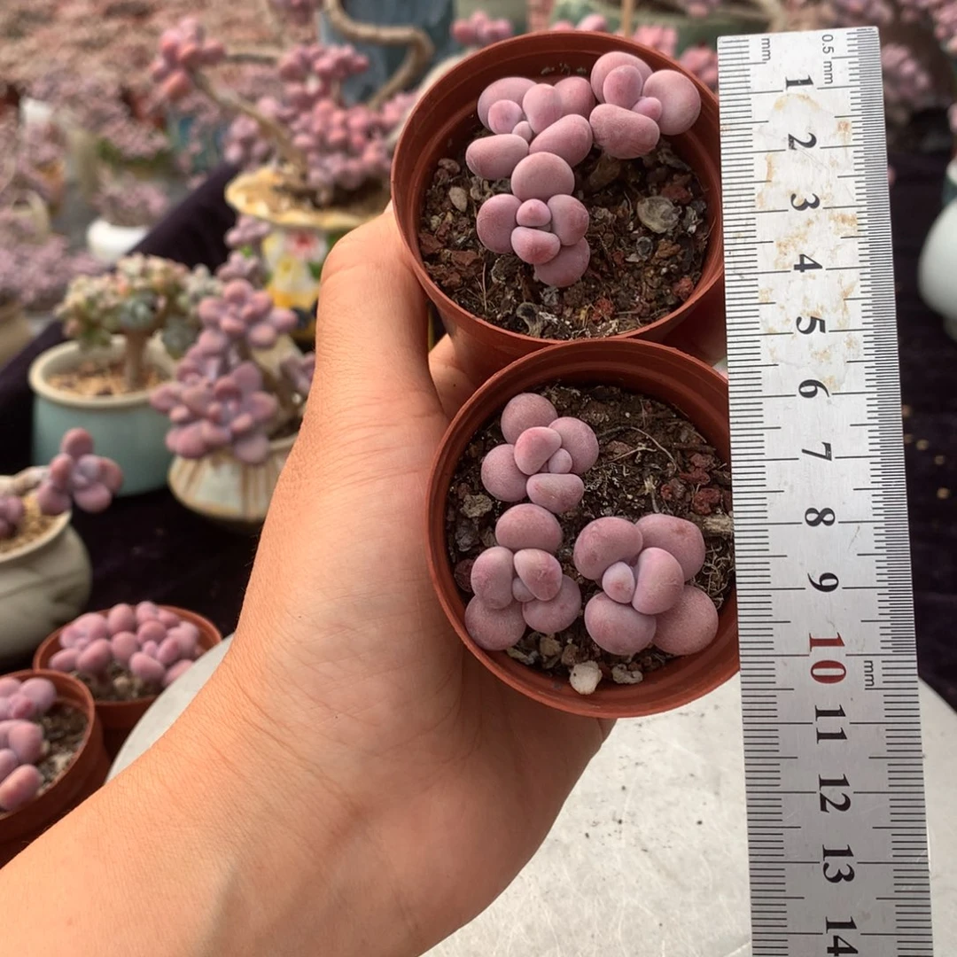 17号2颗偏远地区不包邮的