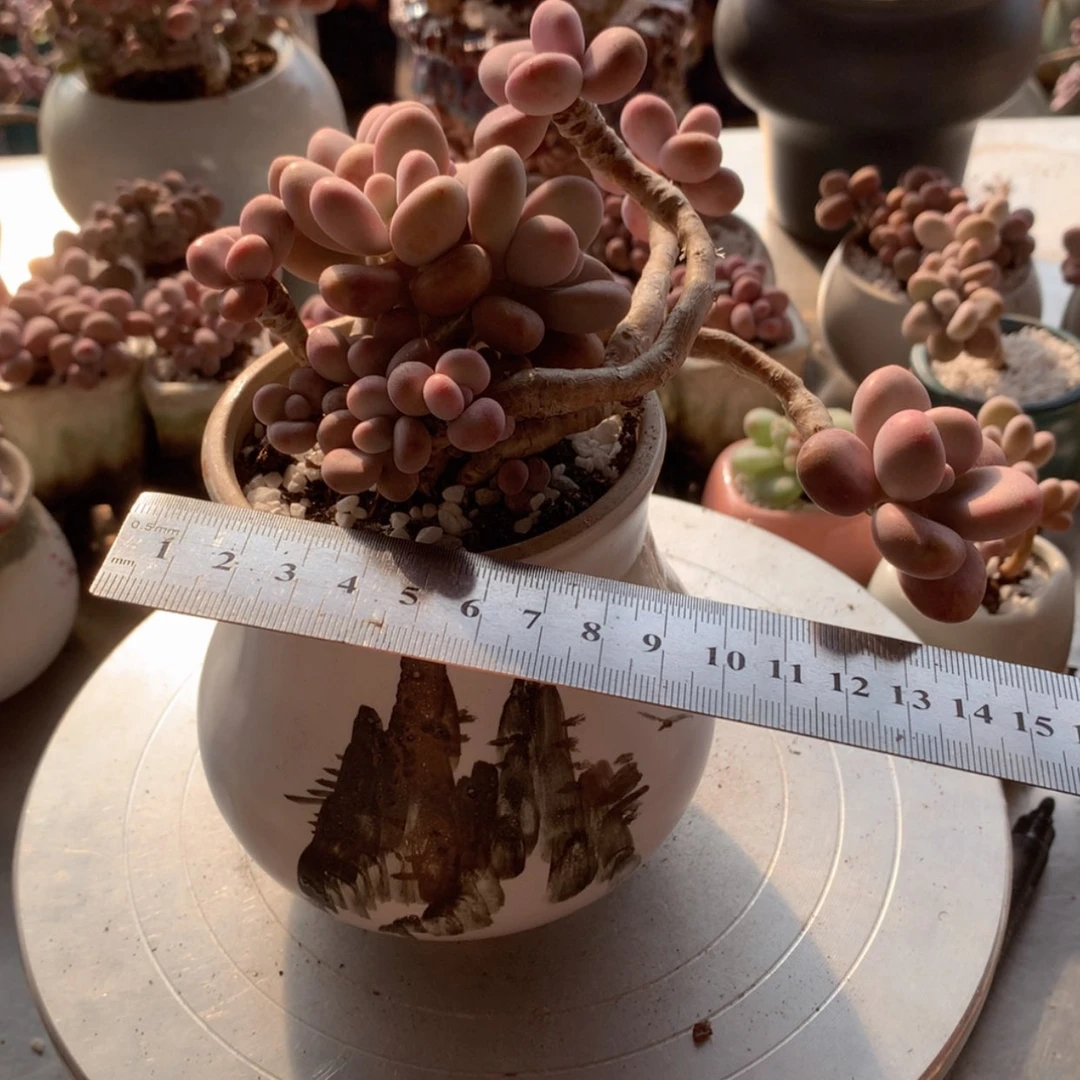 【闪购商品】6号不带盆