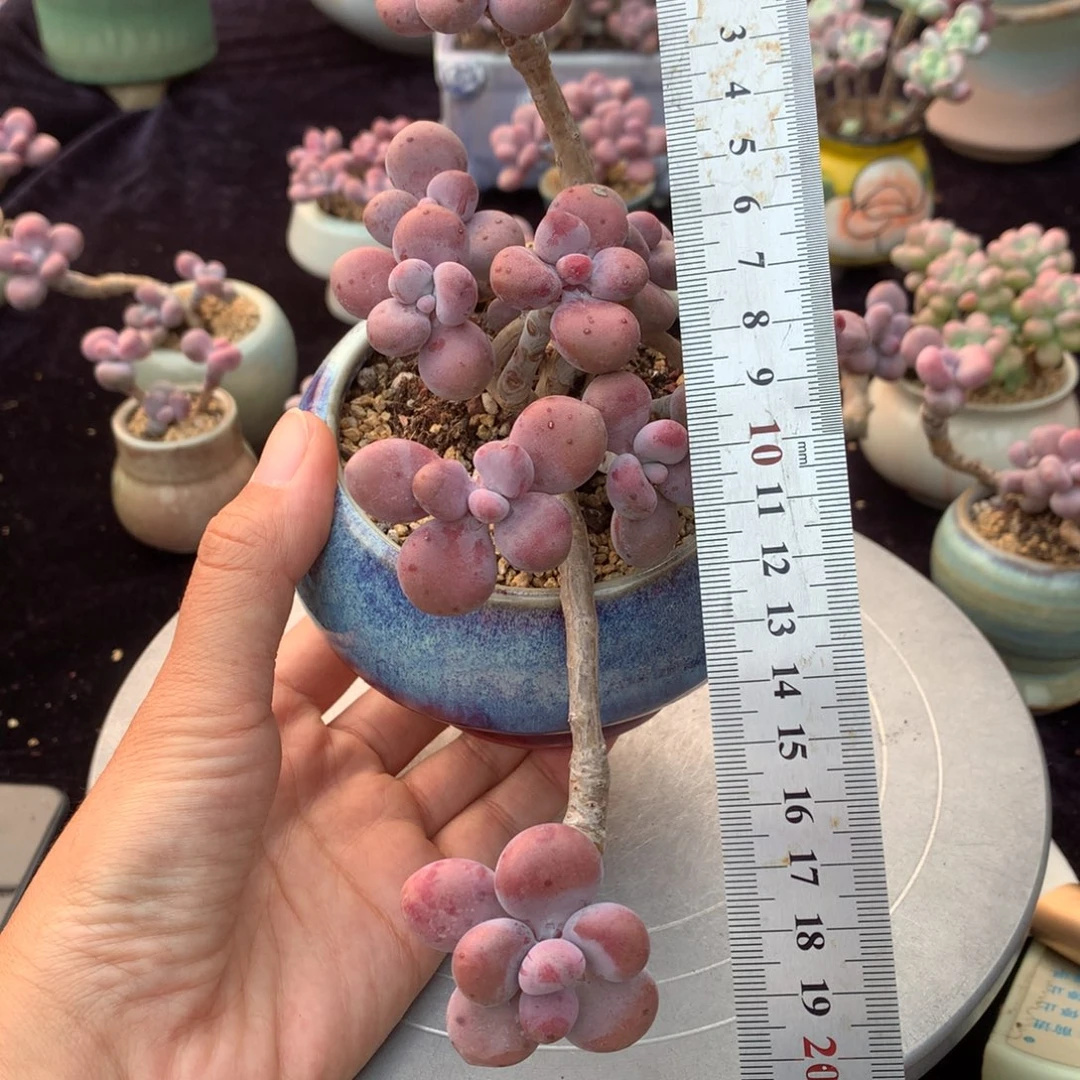 80号带盆偏远地区不包邮的