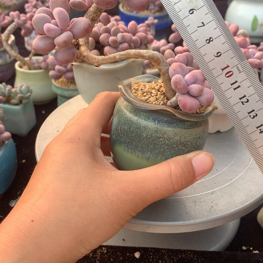 95号不带盆偏远地区不包邮的