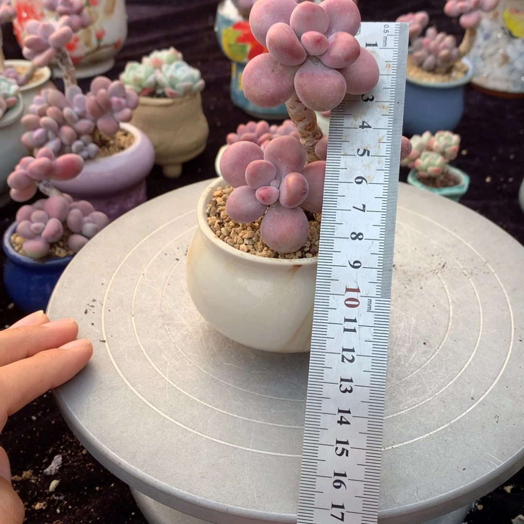 46号带盆偏远地区不包邮的