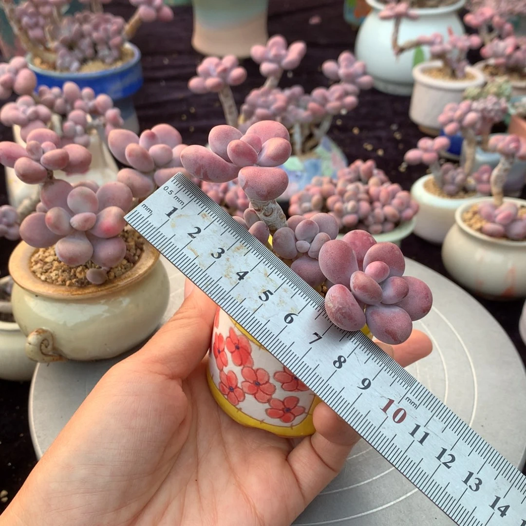 80号带盆偏远地区不包邮的