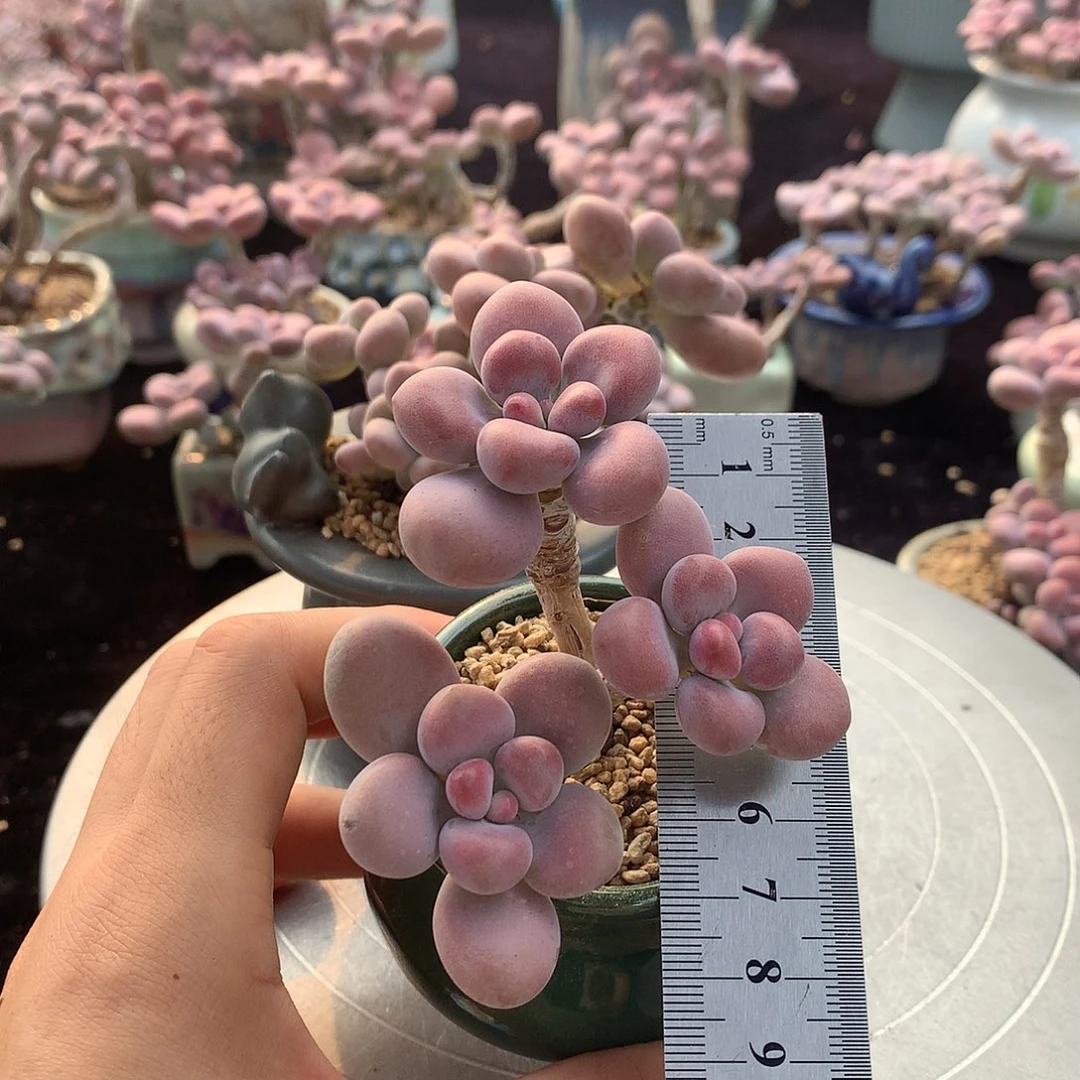 金***娃12号带盆偏远地区不包邮的
