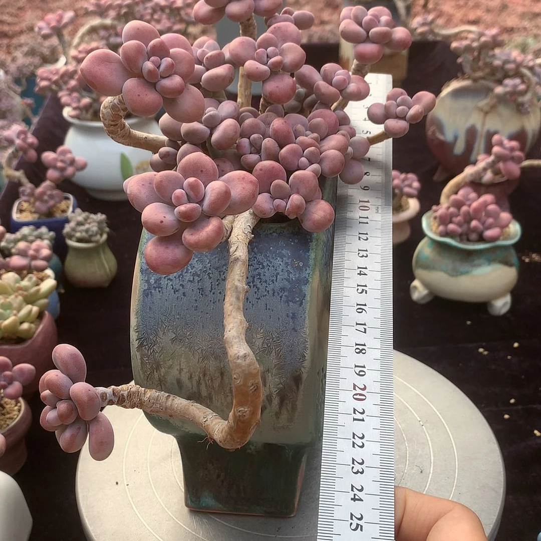 45号不带盆偏远地区不包邮的有破皮