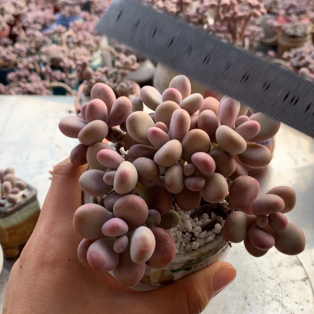 【闪购商品】三**七19号不带盆
