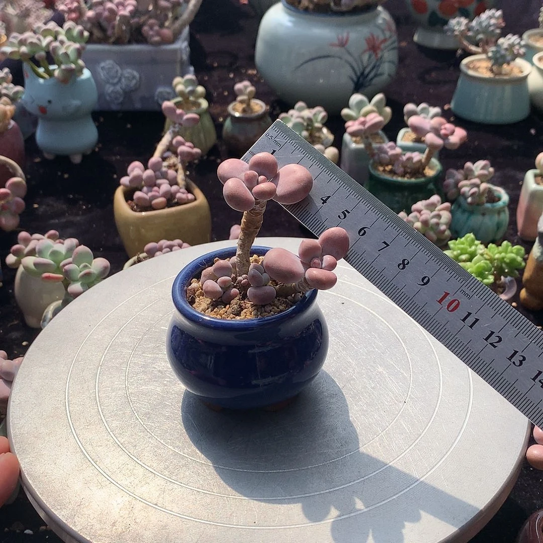 2号带盆种好发货
