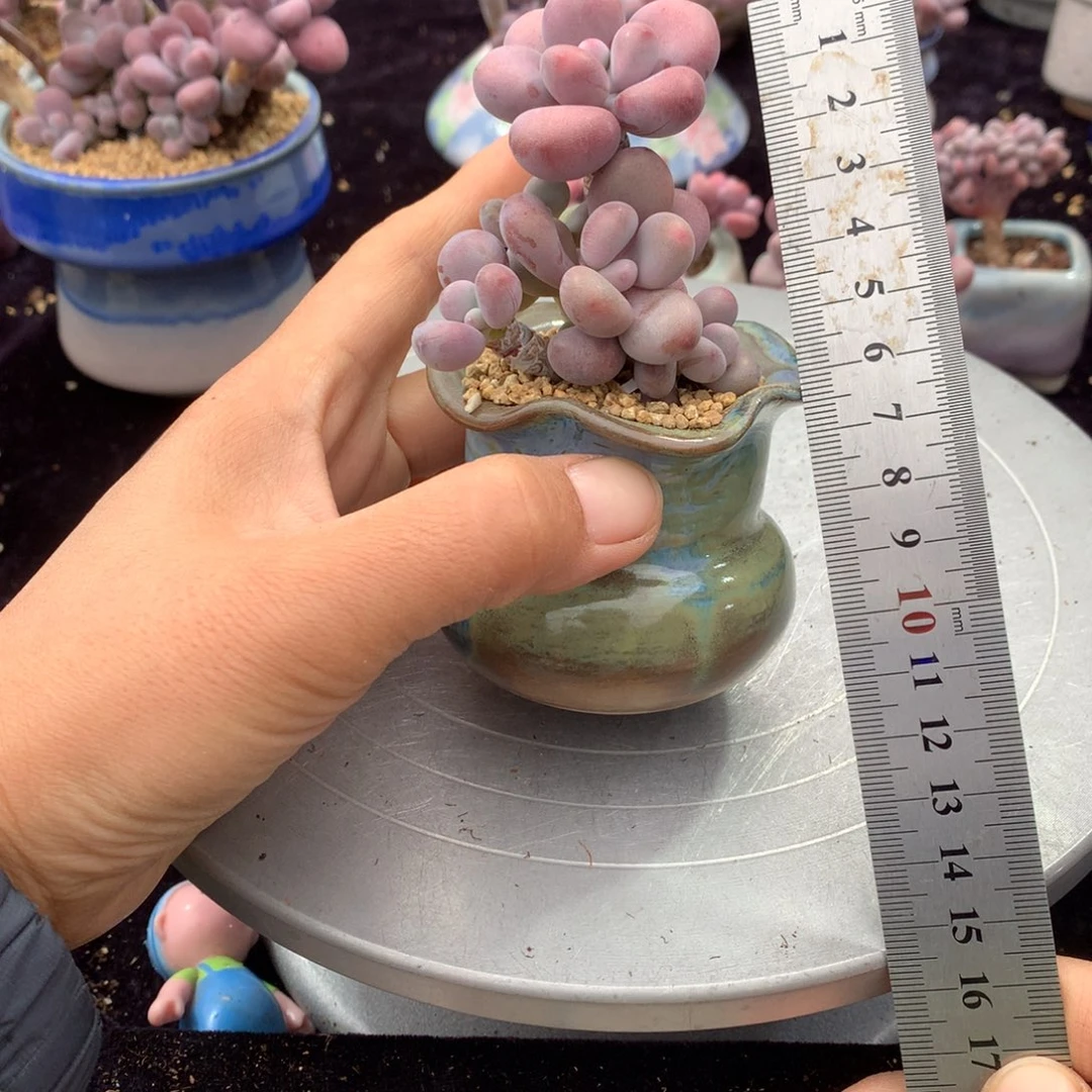 60号带盆偏远地区不包邮的