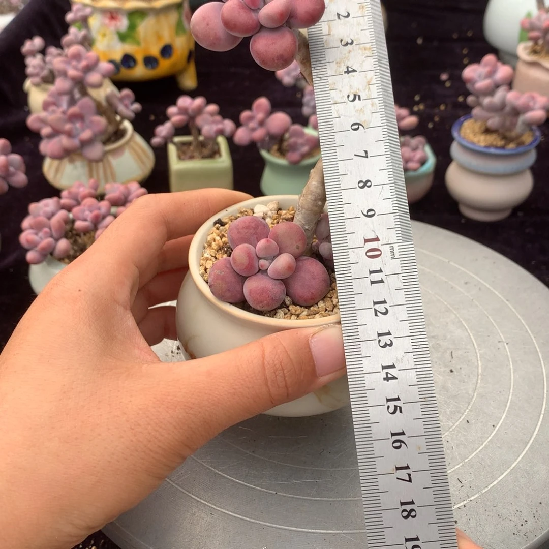 60号带盆偏远地区不包邮的