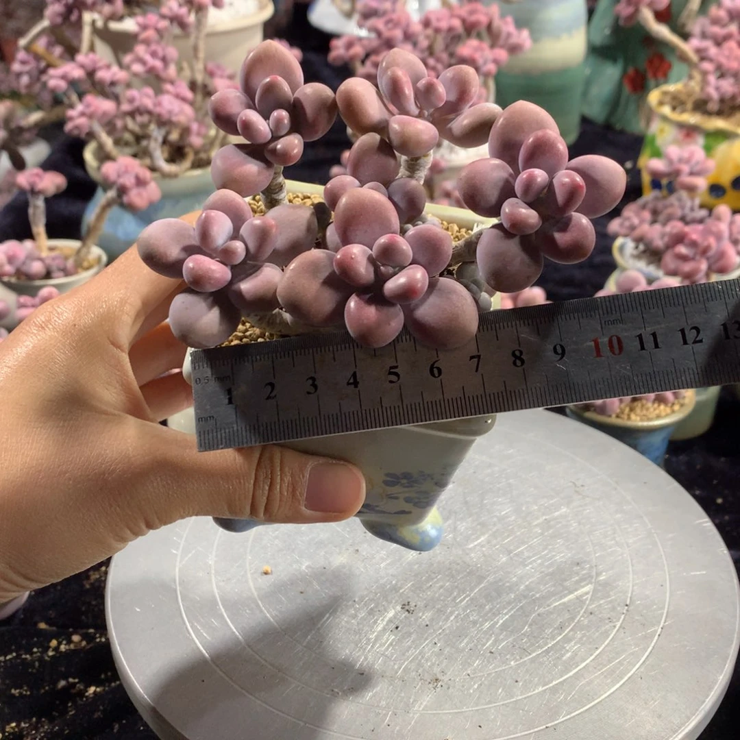 102号带盆偏远地区不包邮的