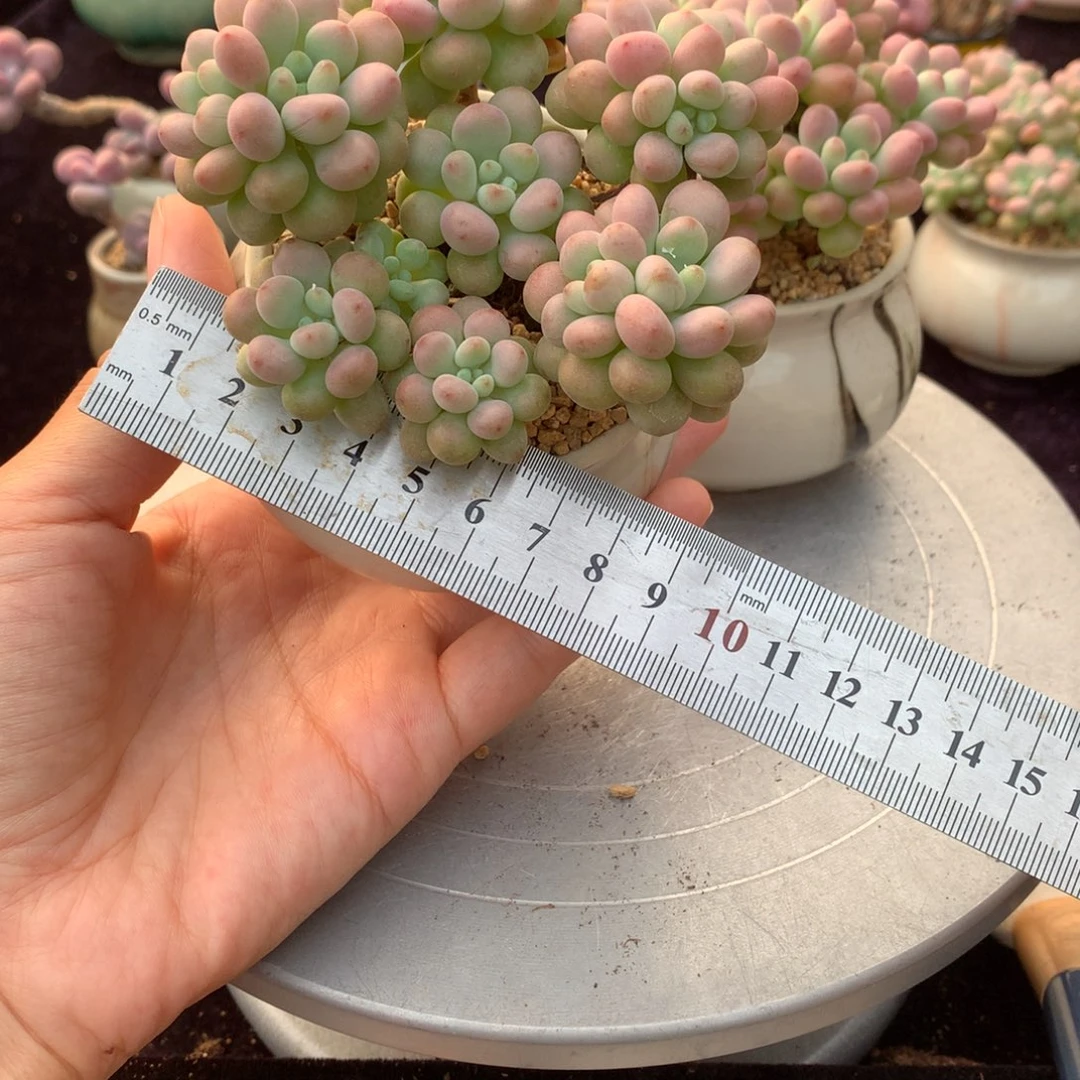 48号带盆偏远地区不包邮的