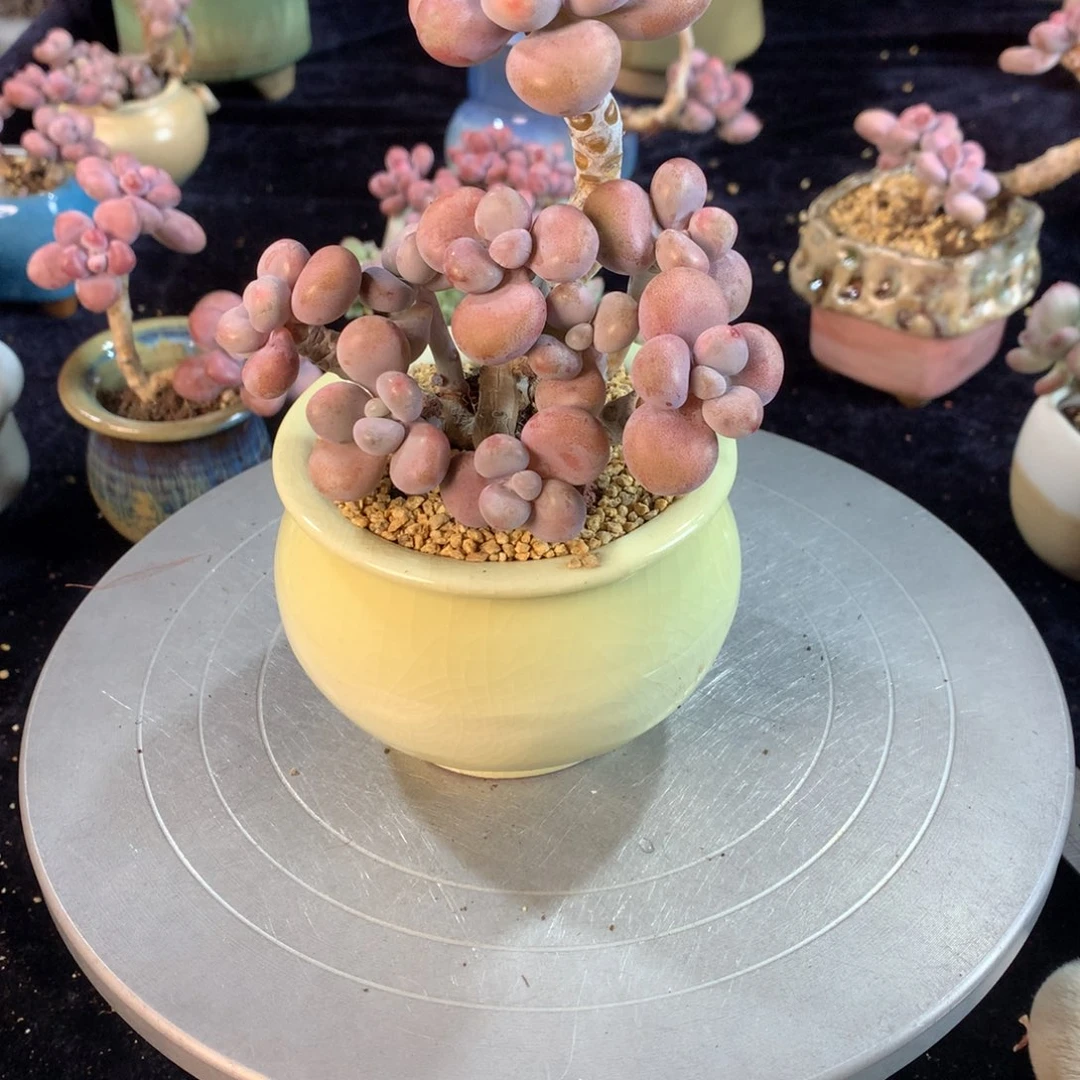 ?**?26号带盆偏远地区不包邮的