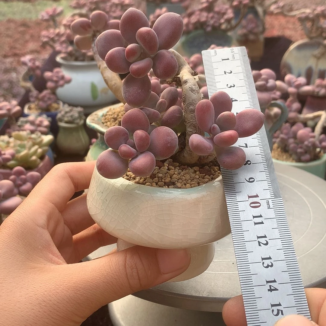 火**?50号带盆偏远地区不包邮的