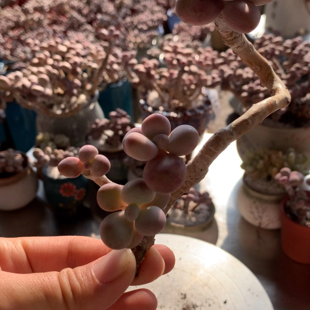 【闪购商品】我****子17号