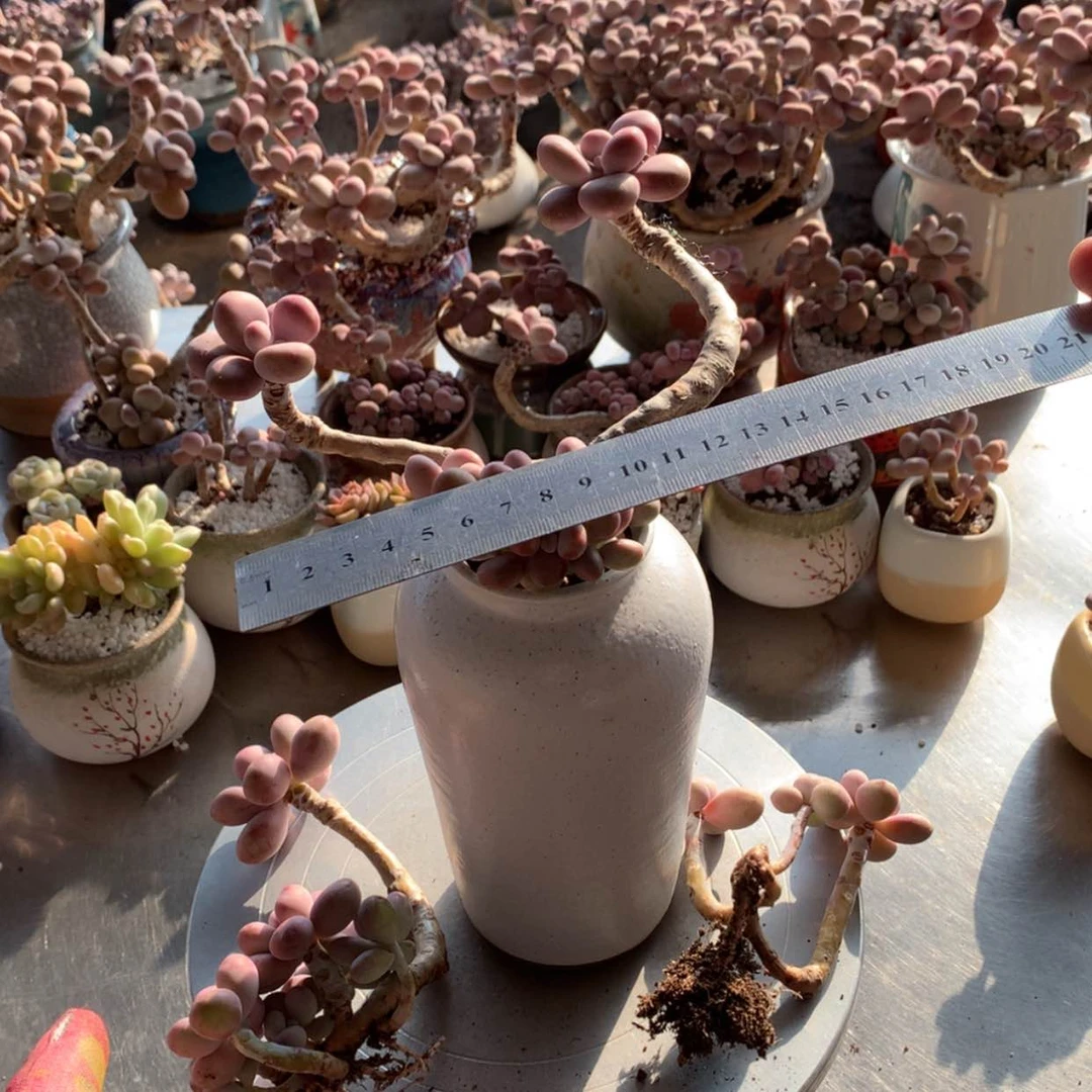 【闪购商品】李*14号不带盆