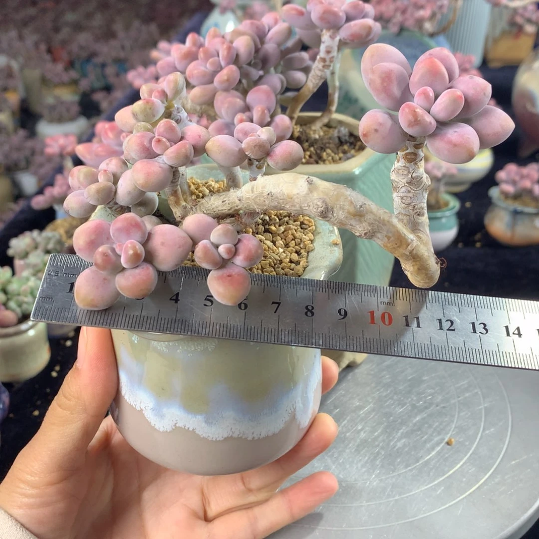 小****y49号带盆偏远地区不包邮的