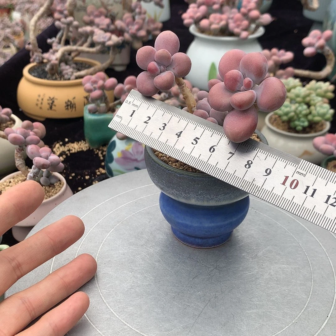 55号带盆偏远地区不包邮的