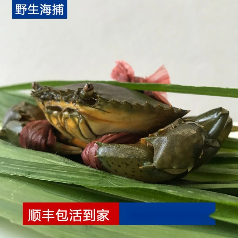 （现称现卖）本地燕母奄仔蟹大青蟹螃蟹
