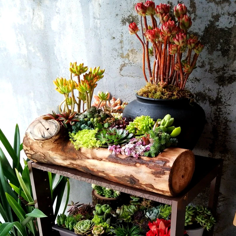 手工多肉花盆大口径网红老木头花槽大号透气枯木桩阳台庭院木花箱