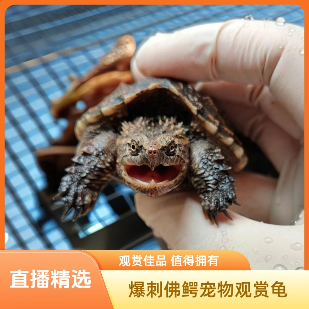 【直播精选】野公&野后原种一代单血统纯佛人工选育佛鳄宠物龟苗