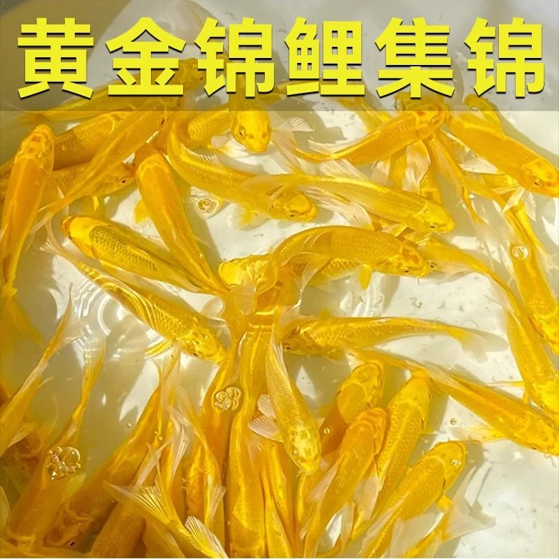 黄金蝶翼龙凤锦鲤鱼活鱼黄金龙凤招财鱼金鱼好养耐活冷水鱼观赏鱼