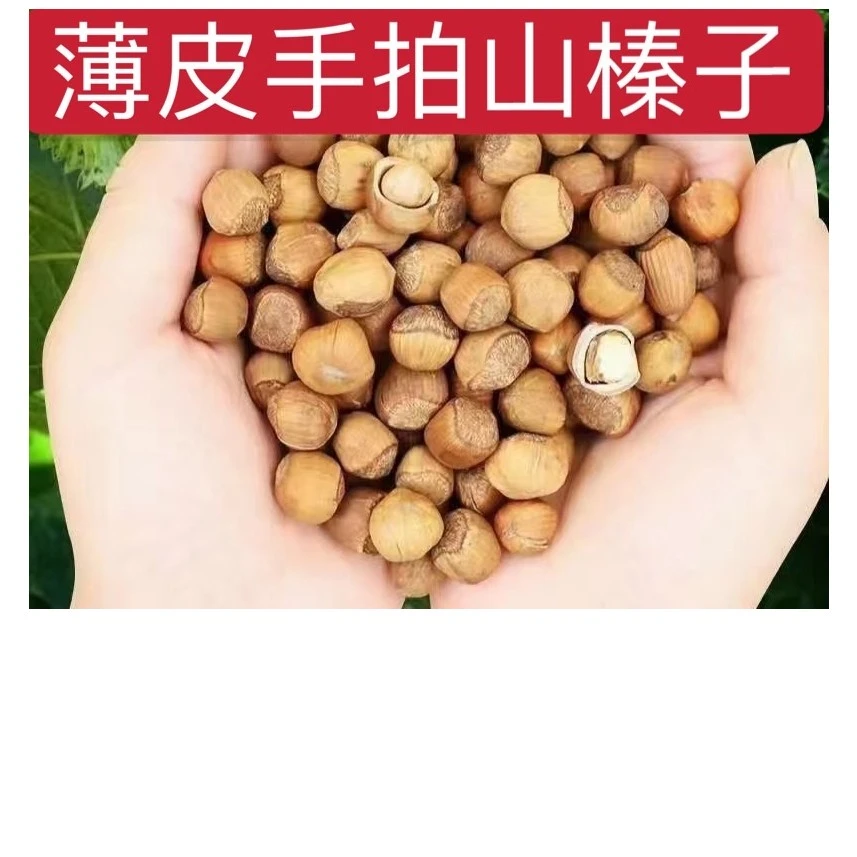 （鑫源优选 ）家乡特产（熟）山榛子 2/3/5斤（包邮带夹子）