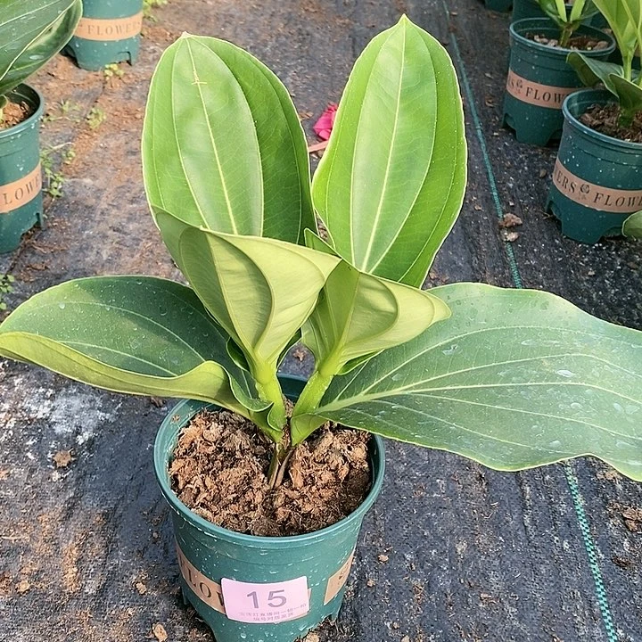 木本植物木本花卉15