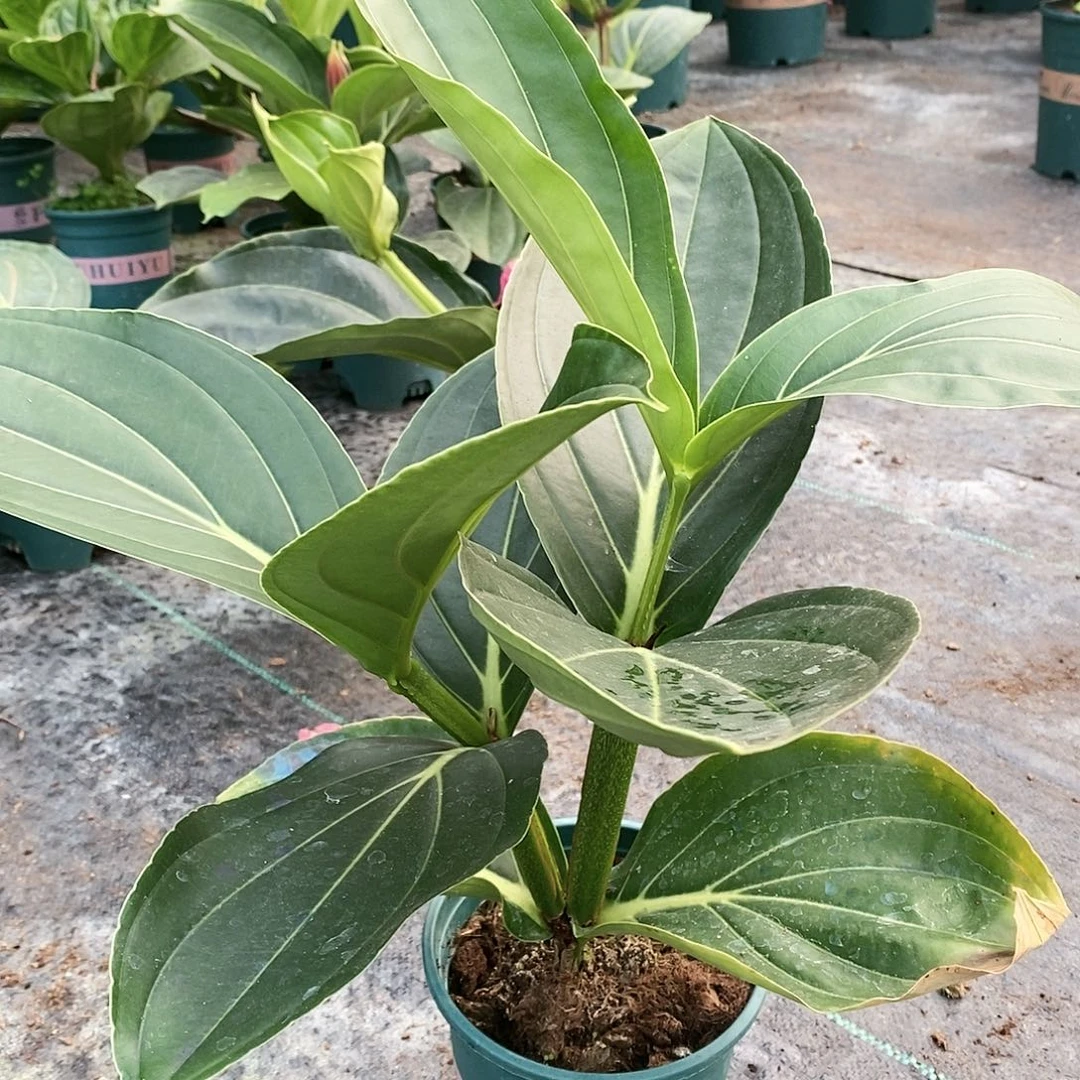 木本植物木本花卉17