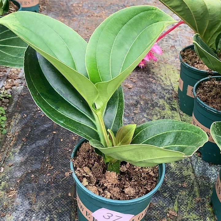 木本植物木本花卉37