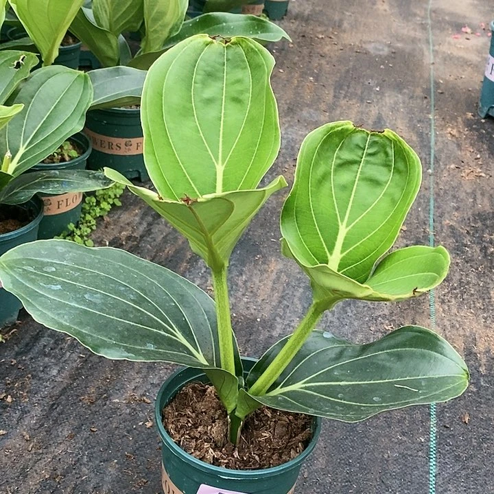 木本植物木本花卉53叶损