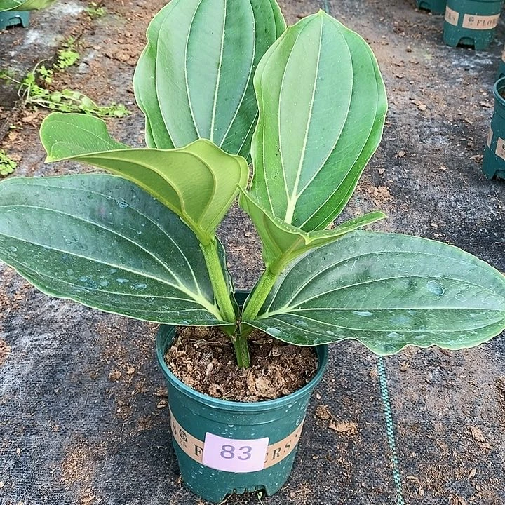 木本植物木本花卉83